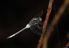 Orthetrum poecilops