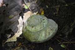 Bertia cambojiensis