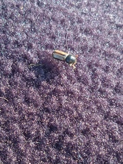 Trypodendron domesticum