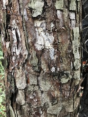 Nothofagus macrocarpa