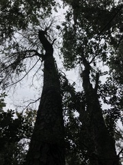 Nothofagus macrocarpa