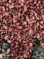 Nothofagus macrocarpa