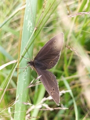Aphantopus hyperantus