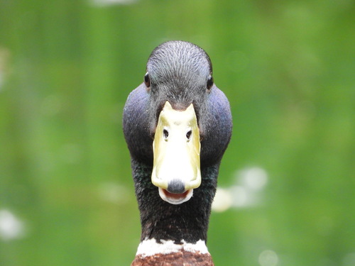 Canard colvert