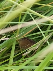 Aphantopus hyperantus