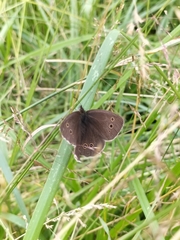 Aphantopus hyperantus