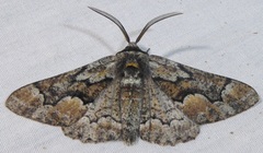 Phaeoura mexicanaria