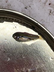 Notropis atherinoides