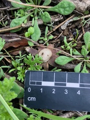 Geastrum floriforme