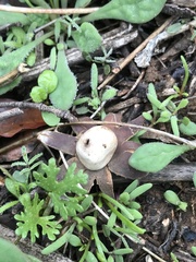Geastrum floriforme