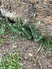 Cheilanthes hypoleuca