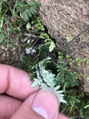 Cheilanthes hypoleuca