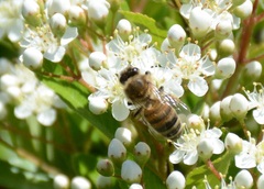 Apis mellifera