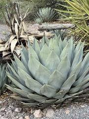 Agave parryi parryi