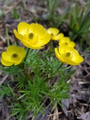 Ranunculus adoneus