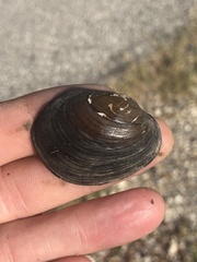 Glebula rotundata