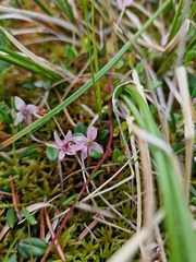 Vaccinium microcarpum