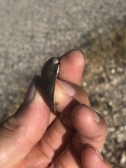 Glebula rotundata