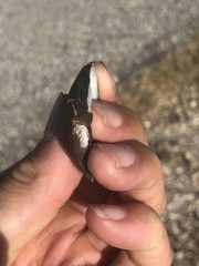 Glebula rotundata