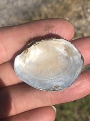 Glebula rotundata