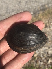Glebula rotundata