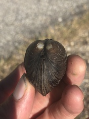 Glebula rotundata