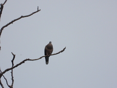 Streptopelia orientalis