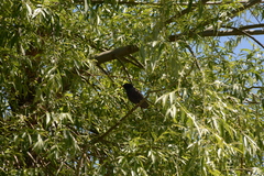 Sturnus vulgaris