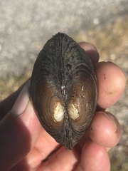 Glebula rotundata