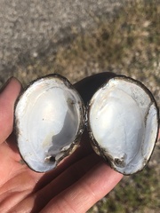 Glebula rotundata