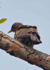 Turdus rufopalliatus