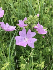 Malva thuringiaca