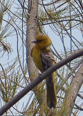 Icterus
