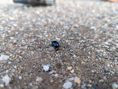 Leptinotarsa haldemani