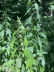 Leonureae