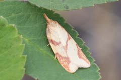 Sparganothis vocaridorsana