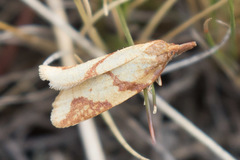 Sparganothis vocaridorsana