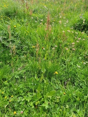 Rumex arifolius