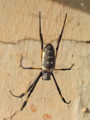 Trichonephila senegalensis