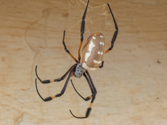 Trichonephila senegalensis