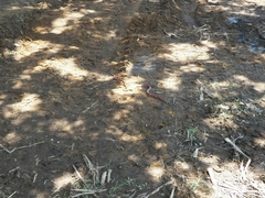 Lampropeltis polyzona