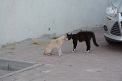 Felis catus