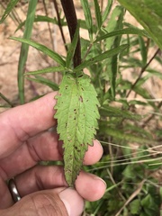 Eupatorium saltuense