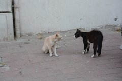 Felis catus