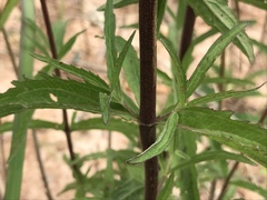 Eupatorium saltuense