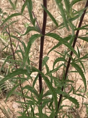 Eupatorium saltuense