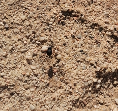 Stenocara phalangium