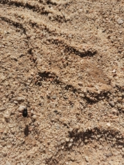 Stenocara phalangium