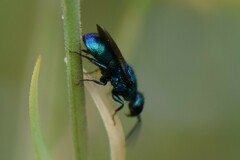 Hedychrum chalybaeum