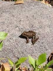 Lithobates yavapaiensis